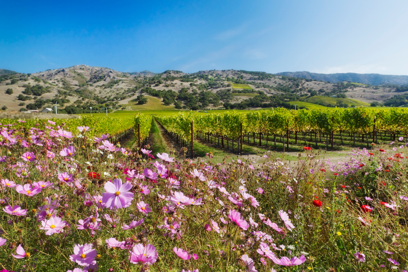 breathtaking views in Napa with mountains and grape fields