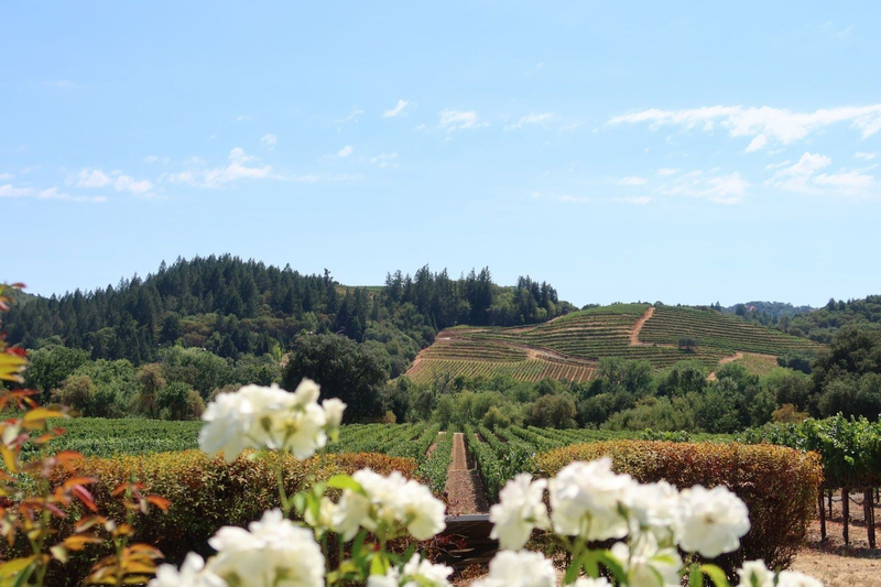 domaine carneros view of rolling hills of the vineyard