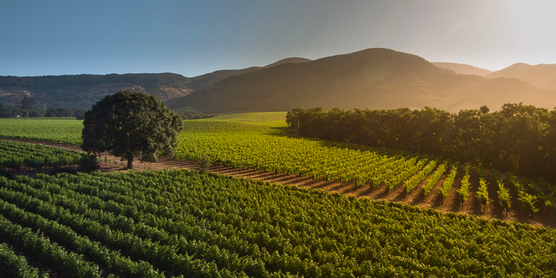 vineyard with mountain view in napa valley as featured in azur wines