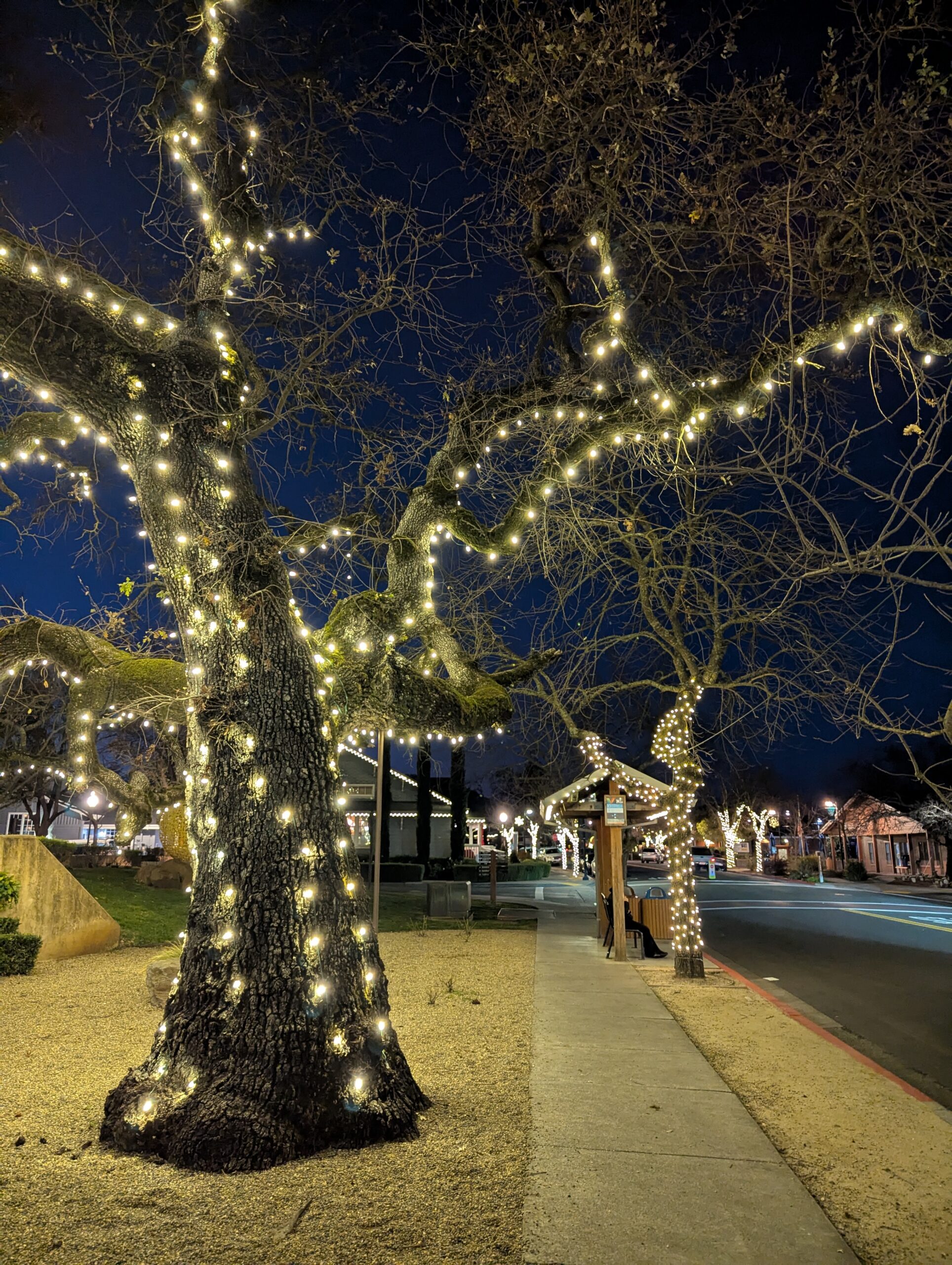 Trees wrapped in warm white lights along a Yountville sidewalk at night.